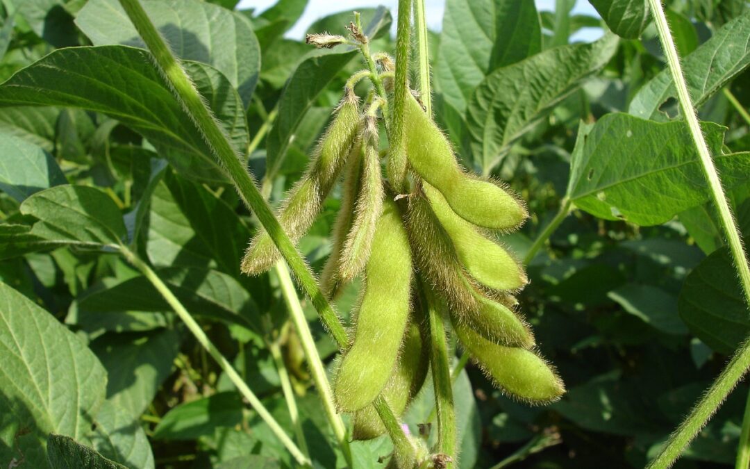 No-Till Residue Tips: A Field Checklist