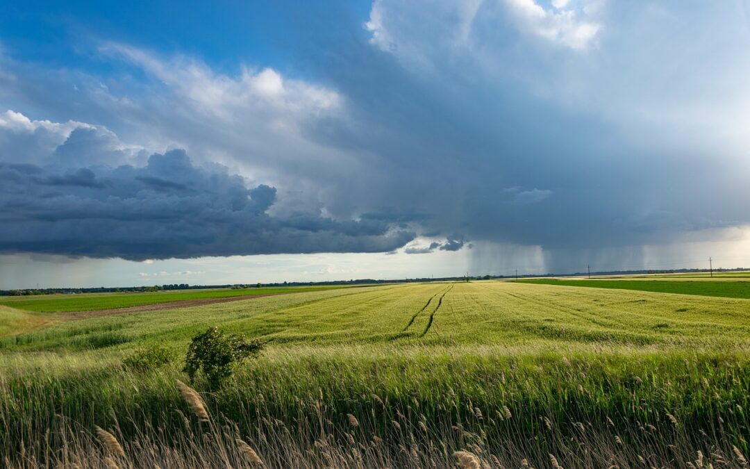 How does the Phosphorus Cycle Work?