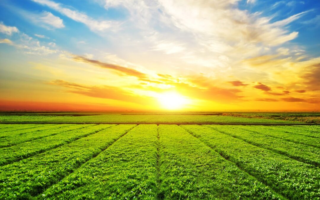 How is Potassium Fertilizer Made?