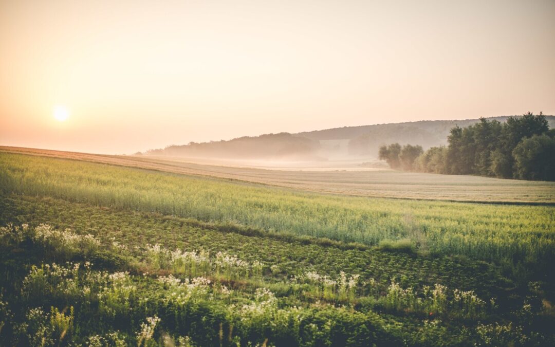When was Nitrogen Fertilizer Invented?