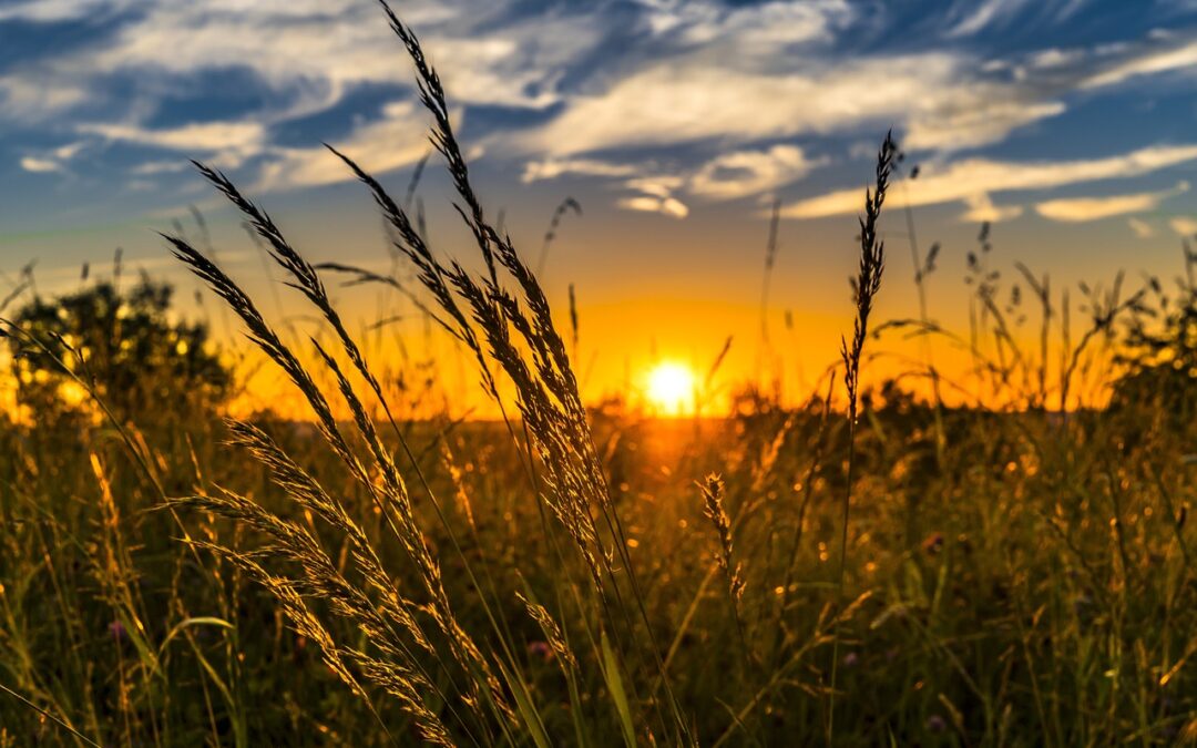 What is Nitrogen Fertilizer and Why is it Important?