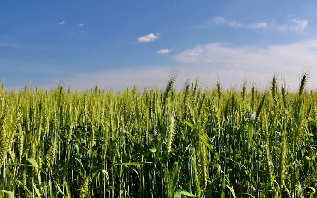 Phosphorus in Plant Physiology