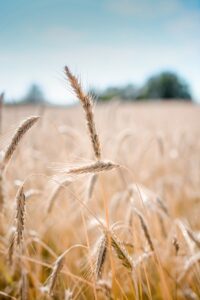Wheat