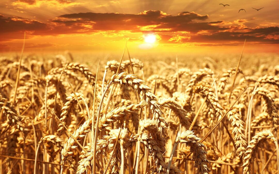 What is the Role Phosphorous Plays in the Wheat Plant?