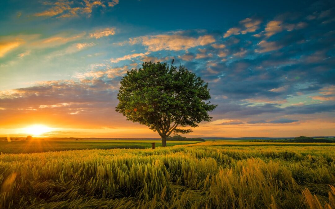The Nitrogen Cycle & Why It Matters